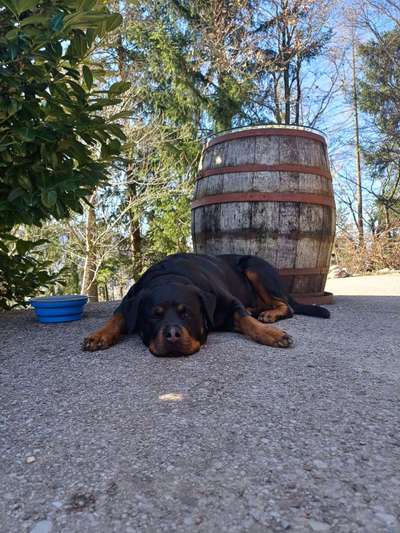 Gehören Hunde ins Restaurant?-Beitrag-Bild