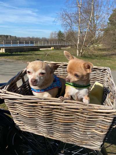 Wo sind die Chihuahua Besitzer ?-Beitrag-Bild