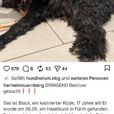 Entlaufene, Gefundene und Vermisste Hunde-Beitrag-Bild