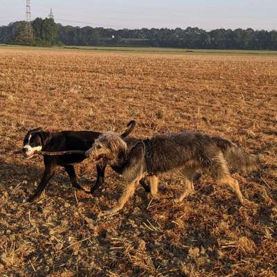 Hundetreffen-Rudelspaziergang mit verspielten Hunden jeden Alters-Bild