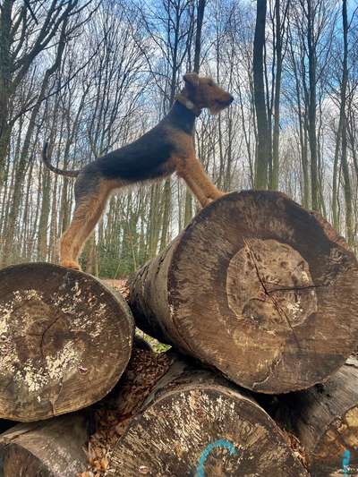 Gibt es noch andere Airedales?:)-Beitrag-Bild