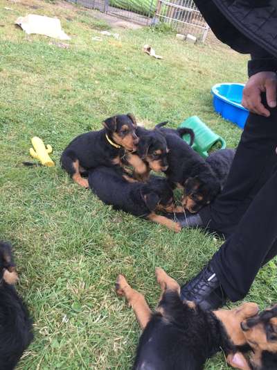 Gibt es noch andere Airedales?:)-Beitrag-Bild