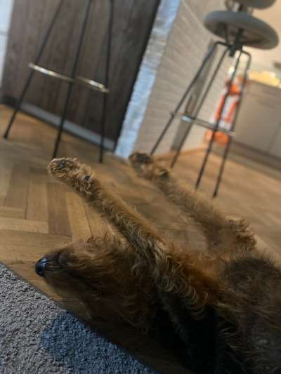 Hands,äh Pfoten up in the Air-Beitrag-Bild