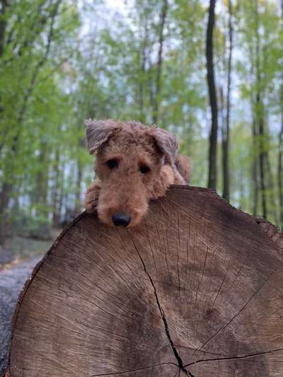 Hundetreffen-Socialwalk frei oder an der Leine in Essen-Bild