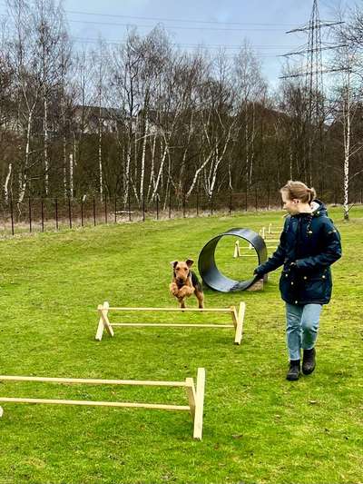 Gibt es noch andere Airedales?:)-Beitrag-Bild