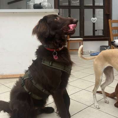 Hundetreffen-Ich suche für meinen 12 monatigen Rüden Neri Spielkameraden.-Bild