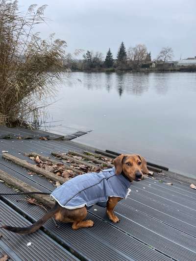 Hund will nachts nicht alleine schlafen - wir verzweifeln-Beitrag-Bild