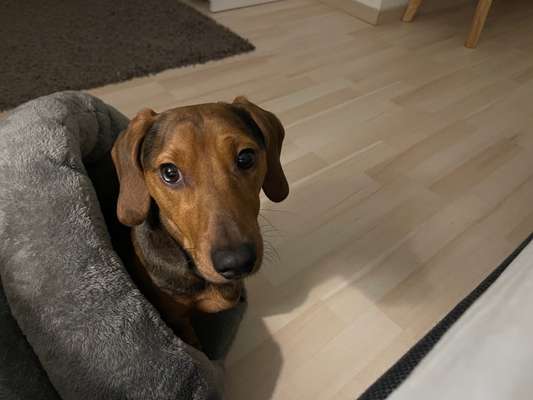 Hund will nachts nicht alleine schlafen - wir verzweifeln-Beitrag-Bild