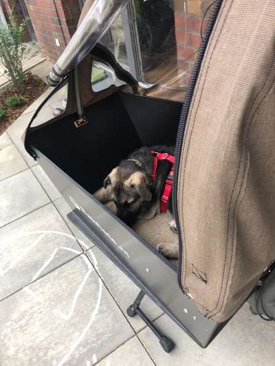 Radfahren mit Hund-Beitrag-Bild