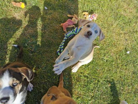 Welpen Bilder !-Beitrag-Bild