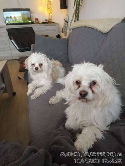 PBGV und Chinese Crested-Beitrag-Bild