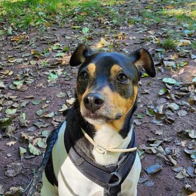 Ratonero Bodeguero Andaluz-Beitrag-Bild