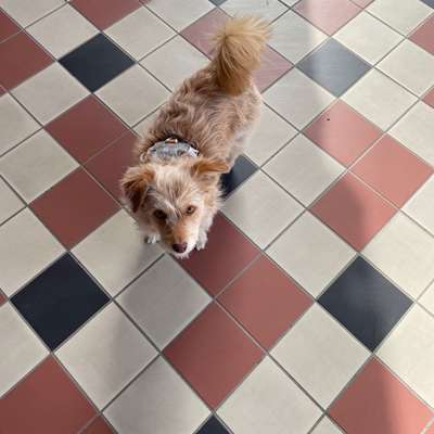 Hundetreffen-Hundefreunde gesucht-Bild