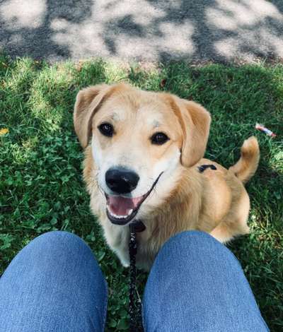 TierschutzhundeStammtisch🐕-Beitrag-Bild