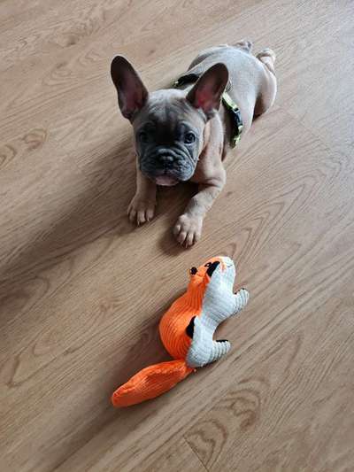 Zeigt her eure Frenchi-Beitrag-Bild