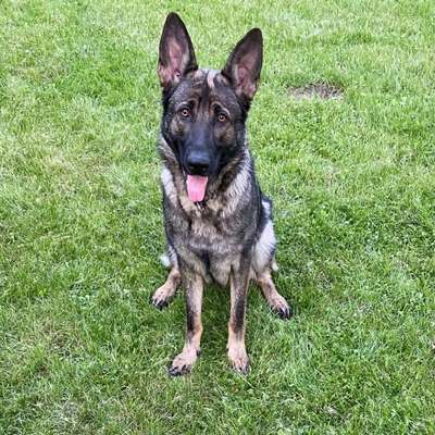 Hundetreffen-Begegnungstraining-Bild