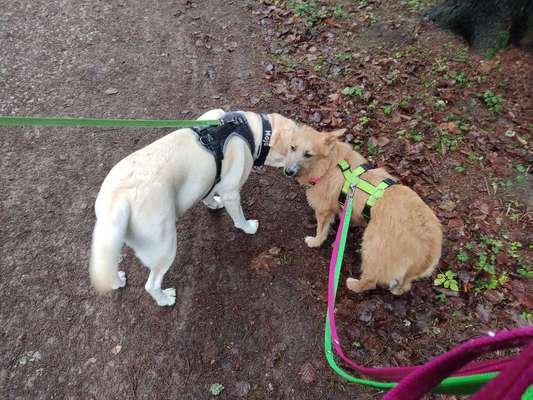 Hundetreffen-Gassi am Freibad-Bild