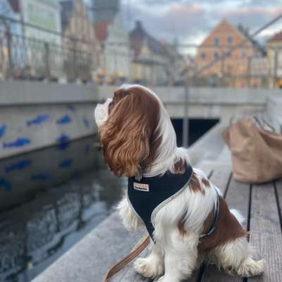 Hundetreffen-Gemeinsame Gassirunde, Tobezeit und Spielgefährt:in gesucht.-Bild