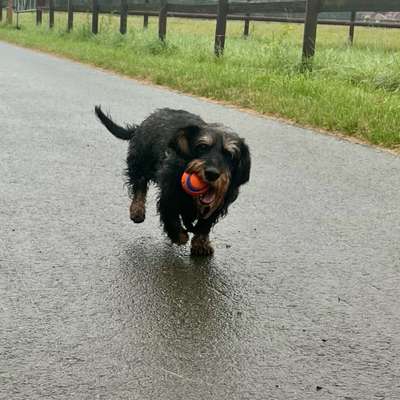 Hundetreffen-Spieletreff in Wewer-Bild