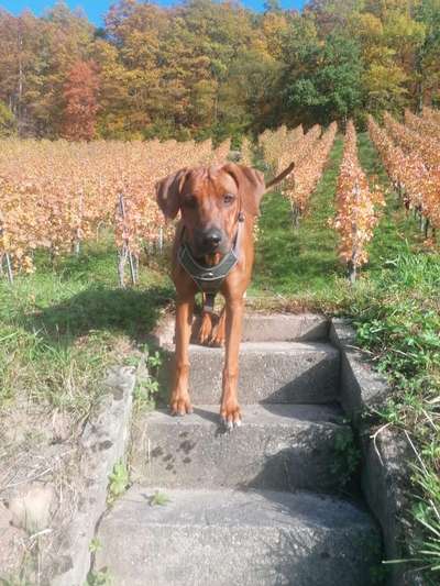 Rhodesian Ridgeback-Beitrag-Bild