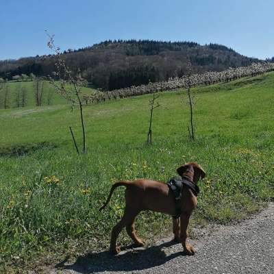 Hundetreffen-Welpentreff/Spaziergang mit Rhodesian Ridgebacks-Bild