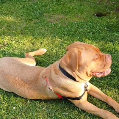 Hundetreffen-Hundebegegnungen-Bild
