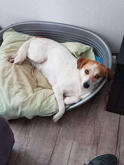 Mischlinge - die beste Rasse die es gibt-Beitrag-Bild