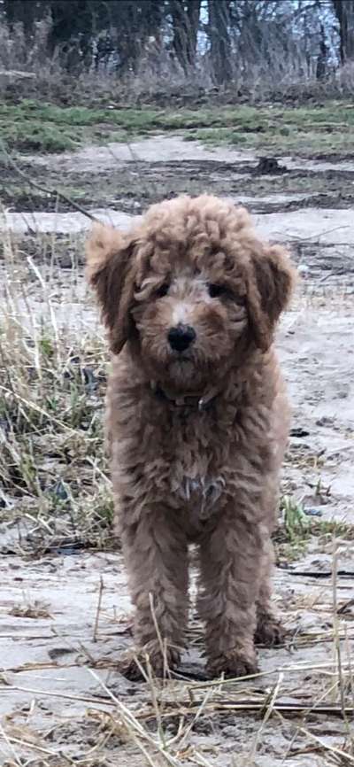 Wie wichtig ist euch das Aussehen eures Hundes?-Beitrag-Bild