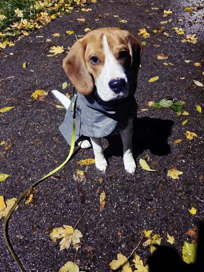 Hundetreffen-Treffen zum Spielen austoben und auch Gassigänge-Bild