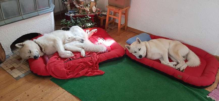 Die Dogorama Wochen Challenge "Friends will be Friends"-Beitrag-Bild