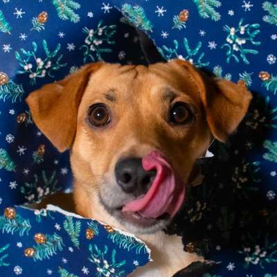 aktuelles Foto Gruppe Tiermodels