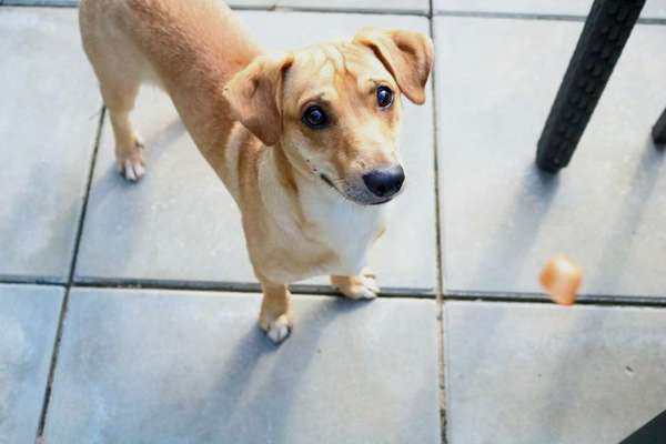 Hundetreffen-Hundefreunde-Bild