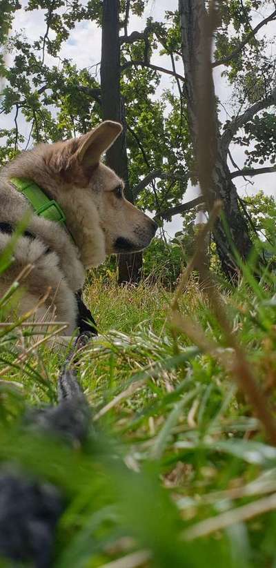 Foto's und Hundemodels-Beitrag-Bild