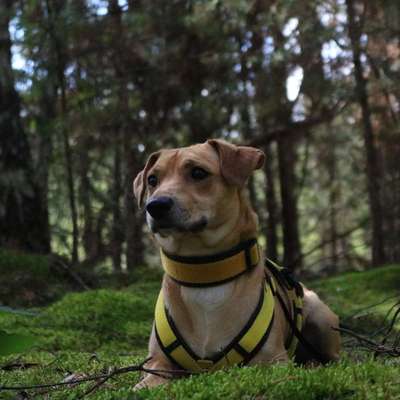 Hundetreffen-Models für Shooting gesucht-Bild