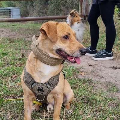 Hundetreffen-Soziale Kontakte für Pepe-Bild