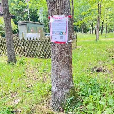 Giftköder-Eichenprozessionsspinner in Hohengatow-Bild