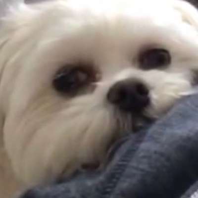 CHALLENGE NR. 19 - Der Hundeblick-Beitrag-Bild