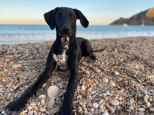 Dogorama Photo Challenge - Tierischer Urlaub-Beitrag-Bild