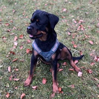 Hundetreffen-Social-Treffen/ aneinander vorbeigehen-Bild
