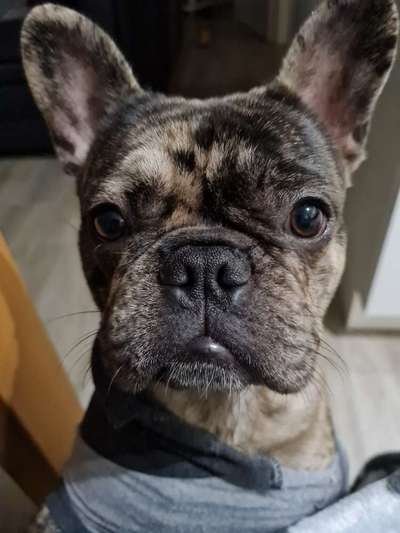 Französische Bulldogge   Rassebeschreibung, Probleme, Kosten, Erfahrungen-Beitrag-Bild