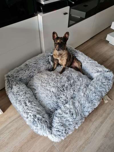 Französische Bulldoggen-Beitrag-Bild