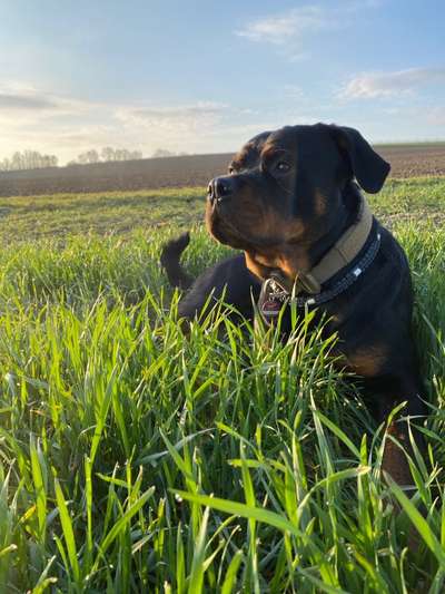 Challenge 23 : "  Euer Hund beim Frühlingserwachen "-Beitrag-Bild