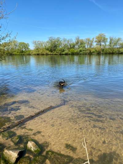 Dogorama-Monats-Challenge-Mai "Wasser"-Beitrag-Bild