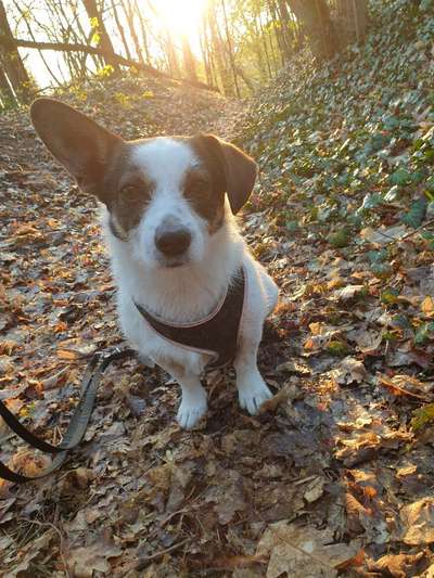 Lieblingsbild von euren Hunden?-Beitrag-Bild