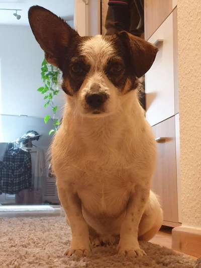 Jack Russel Dackel Mischlinge-Beitrag-Bild