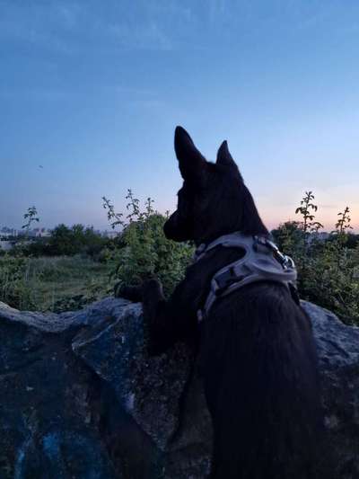 Hundetreffen-Gassi treffen!-Bild