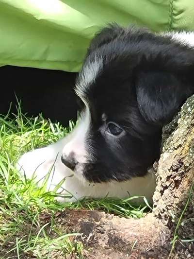 Gibt's hier noch mehr Border Collies???-Beitrag-Bild