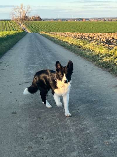 Gibt's hier noch mehr Border Collies???-Beitrag-Bild