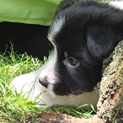 Hundetreffen-Welpen Treff in Umgebung  Egenhofen