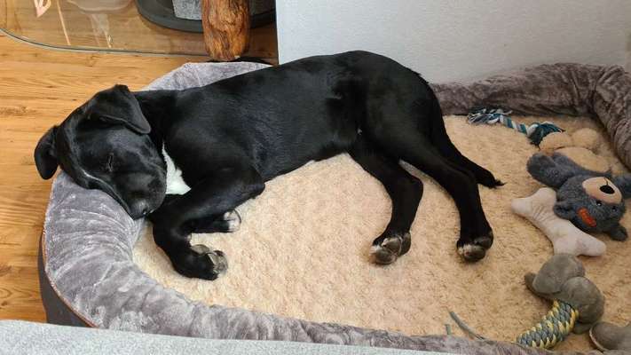 Hund aus dem Spanischen Tierschutz-Beitrag-Bild